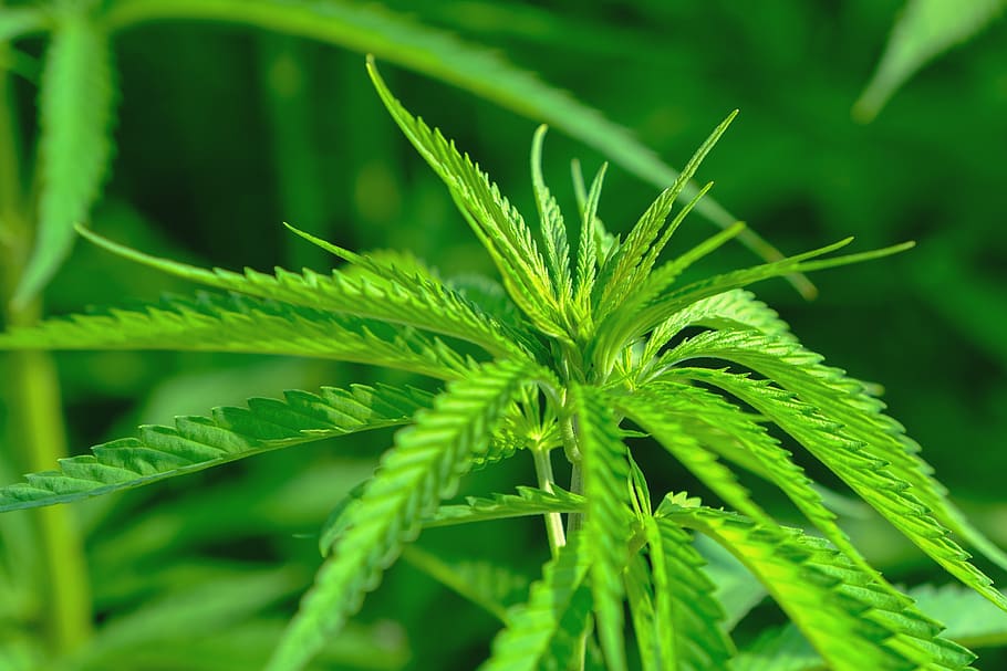 Hemp in Australia: The Complete Guide to a Versatile Plant