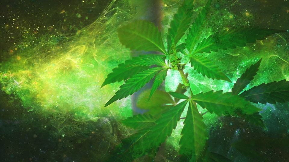 Is Weed Legal in Australia? The 2026 Guide