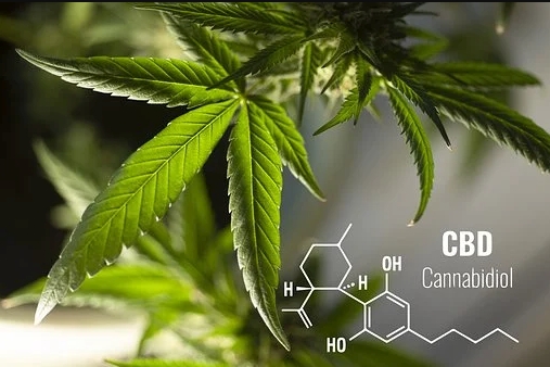 CBD Oil Canberra: How and Where to Buy It?